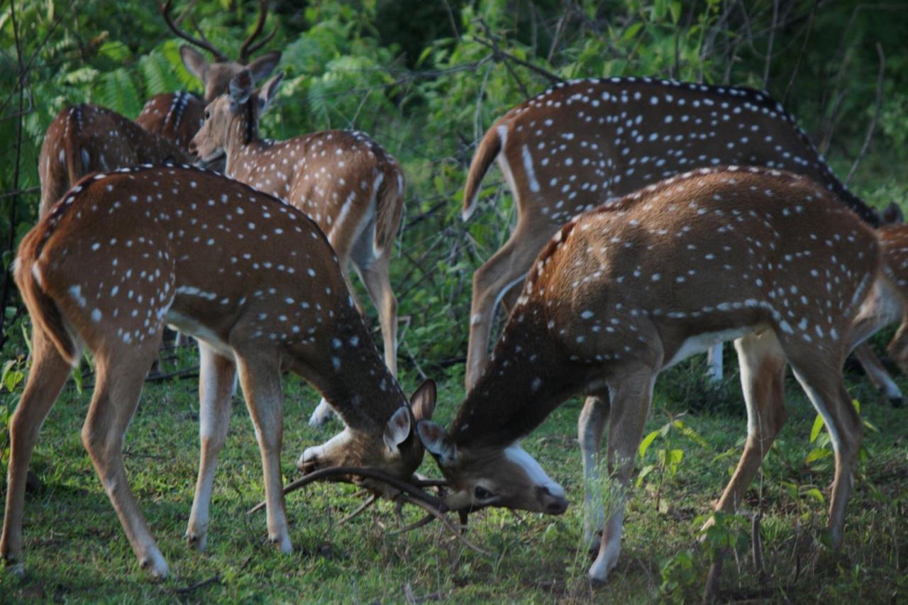 Vividearth Resorts Bandipur Bandipūr Exterior foto